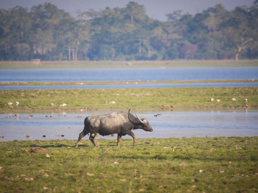 Dieren Kaziranga