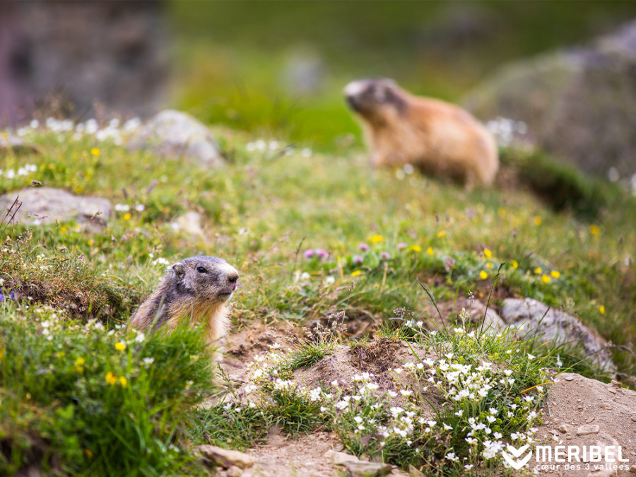 Dieren Tueda reservaat