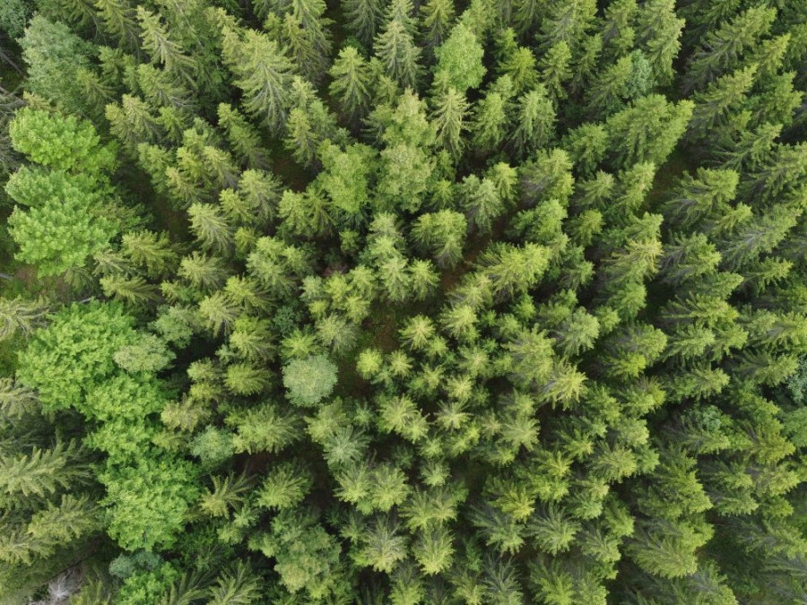 Eindeloze bossen in Finland