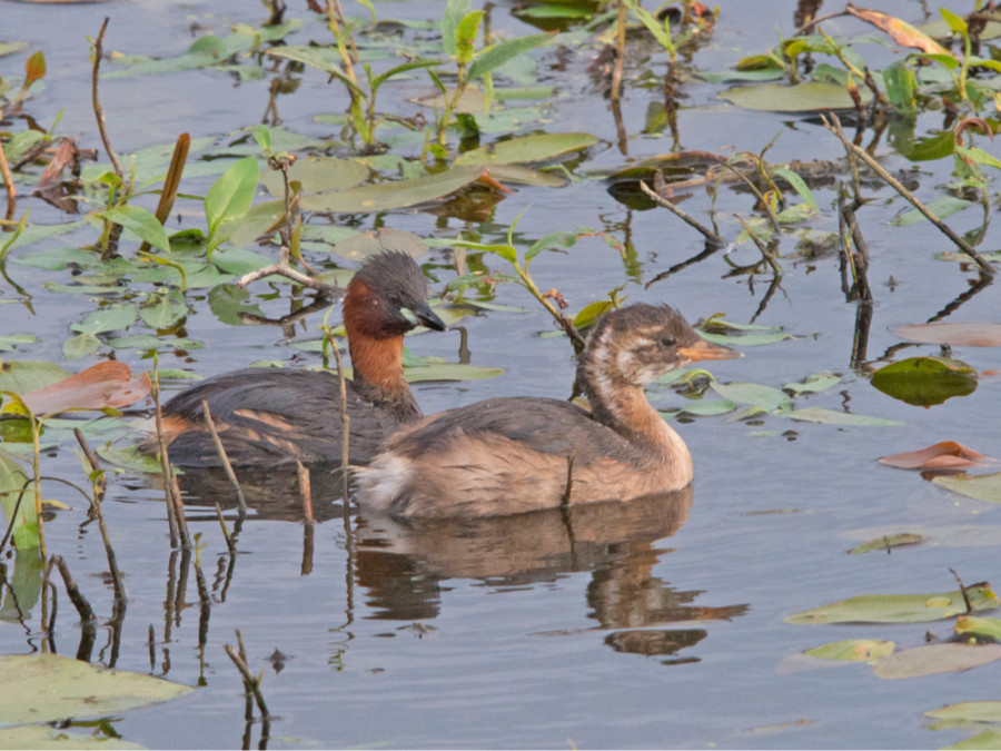 Vogels Zuid-Kennemerland