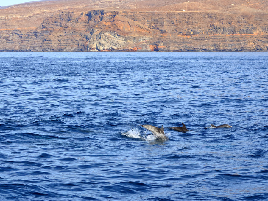 Dolfijnen La Gomera