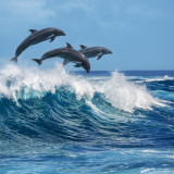 Afbeelding voor Dolfijnen spotten Bali