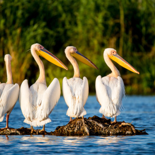 Afbeelding voor Donaudelta