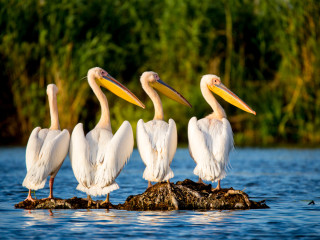 Afbeelding voor Donaudelta