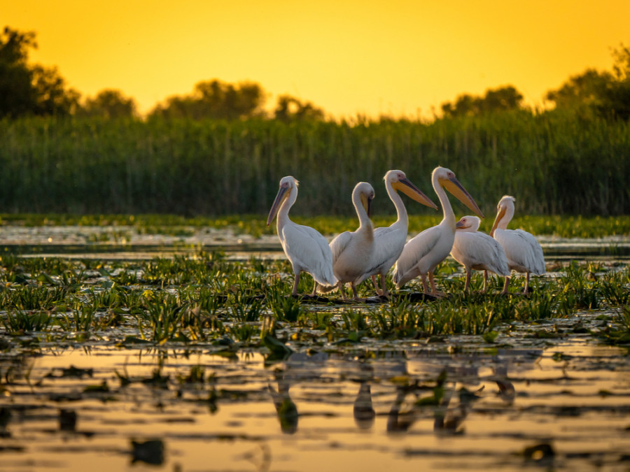 Vogels in de Donaudelta