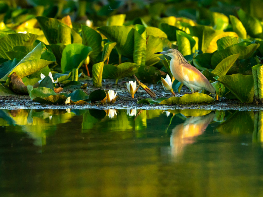 Vogels in Roemenië