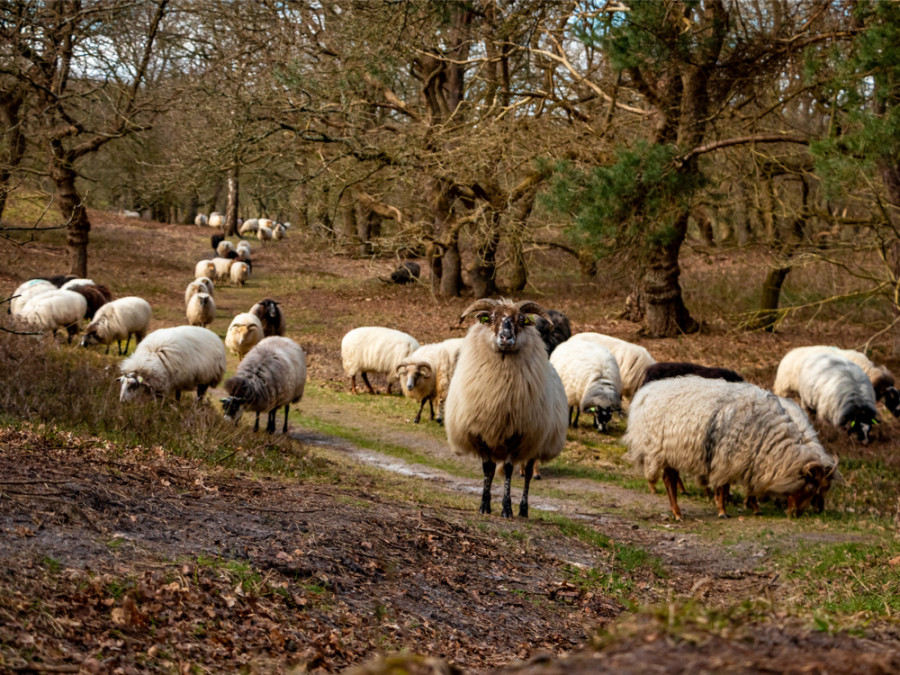 schapen Drenthe