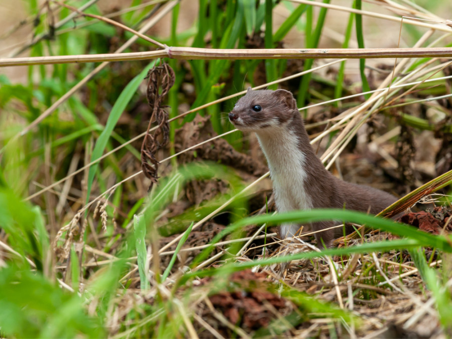 Wandeltips Drenthe