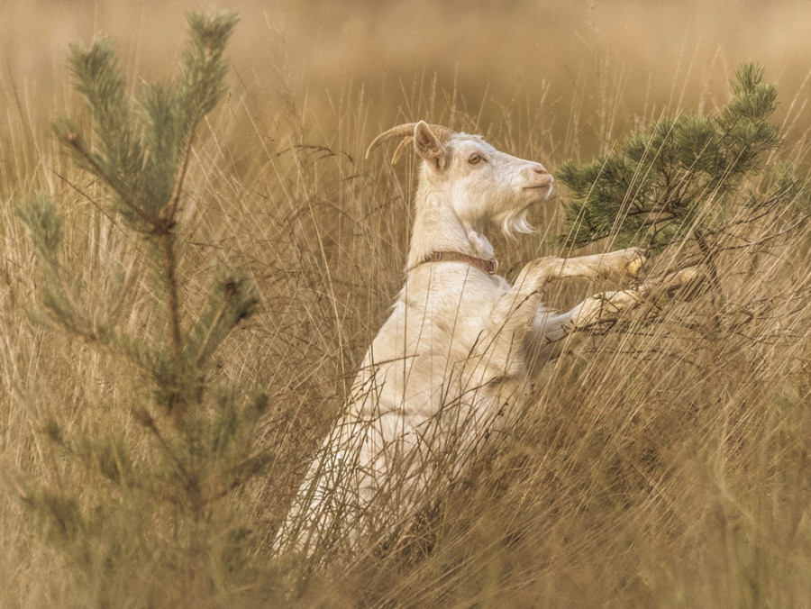 Natuur provincie Antwerpen