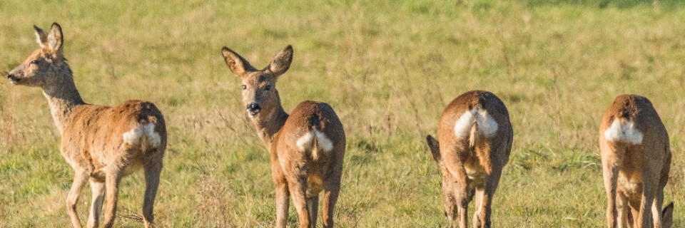 Top foto voor Top 10 België