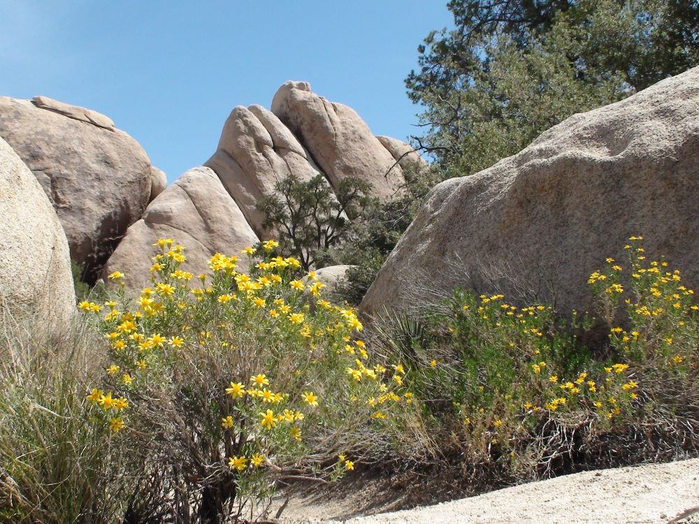 Joshua Tree NP