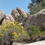 Afbeelding voor Joshua Tree National Park