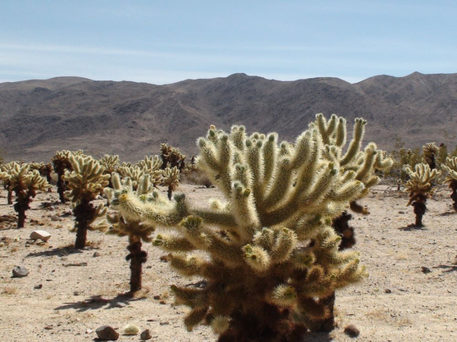 Cholla Cactus Garden