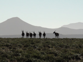 Afbeelding voor Graaff-Reinet