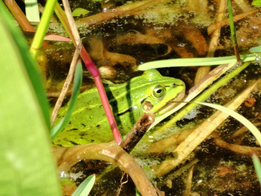 Kikker in Oisterwijkse Bossen en Vennen