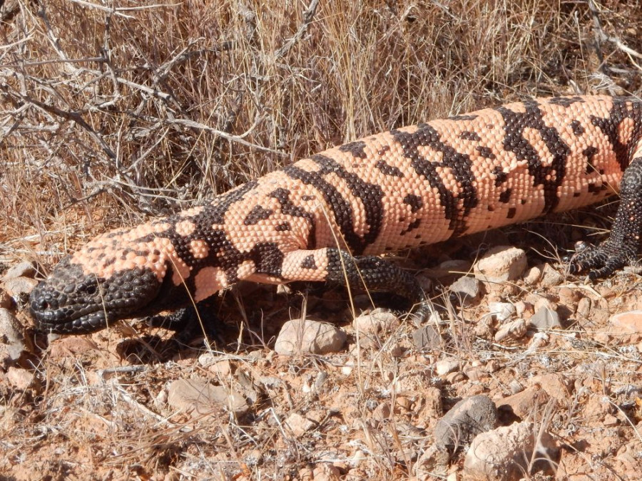 Gilamonster Whitney Pocket