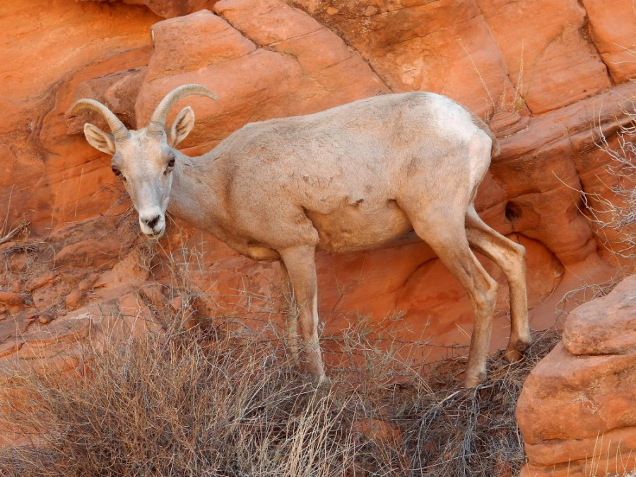 Dieren in Valley of Fire