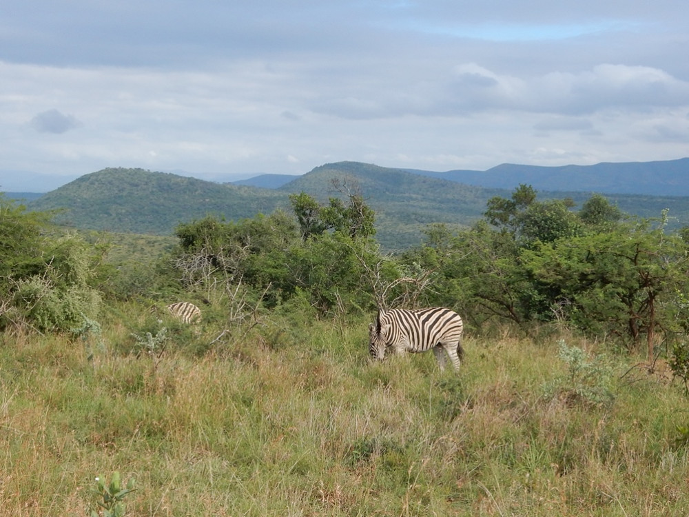 Zebra's