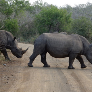 Afbeelding voor Hluhluwe-Imfolozipark