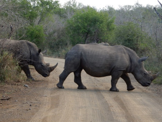 Afbeelding voor Hluhluwe-Imfolozipark