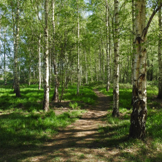 Afbeelding voor Gagelbos