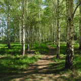 Afbeelding voor Gagelbos