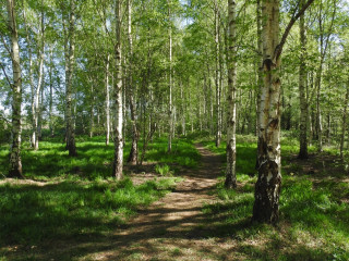 Afbeelding voor Gagelbos