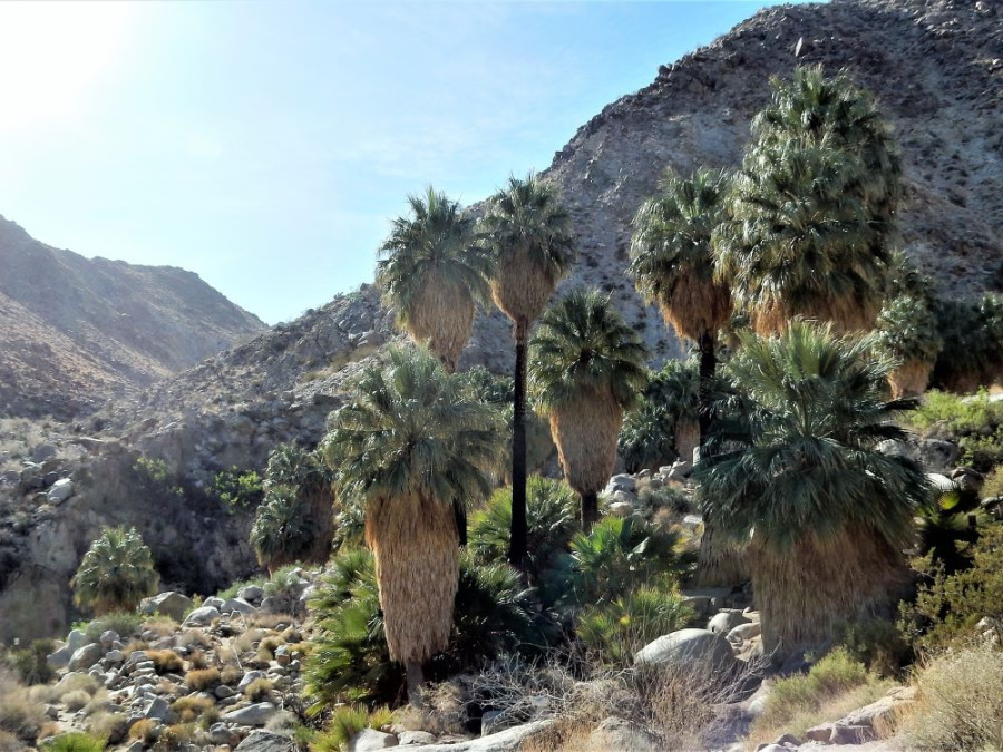 Fortynine Palms Oasis