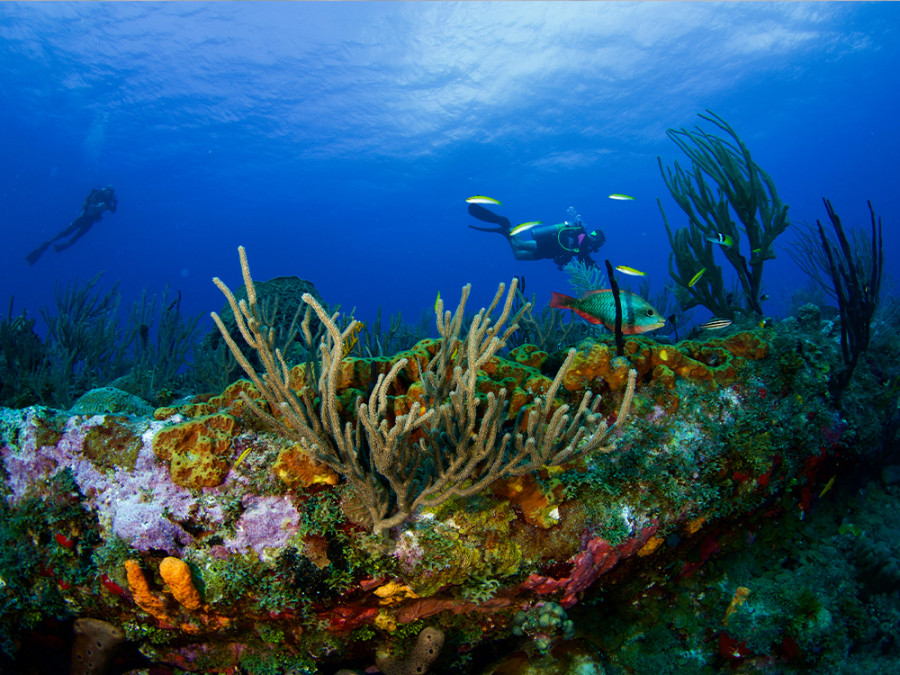 Duiken bij Sint Eustatius