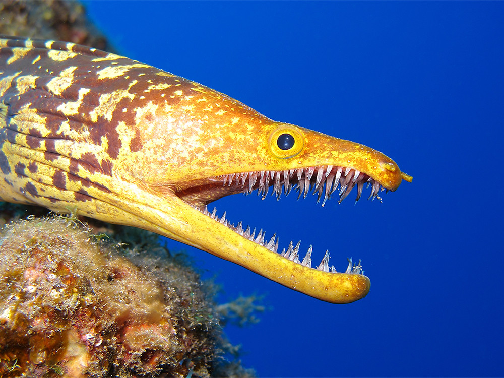 Een van de zeedieren in Tenerife