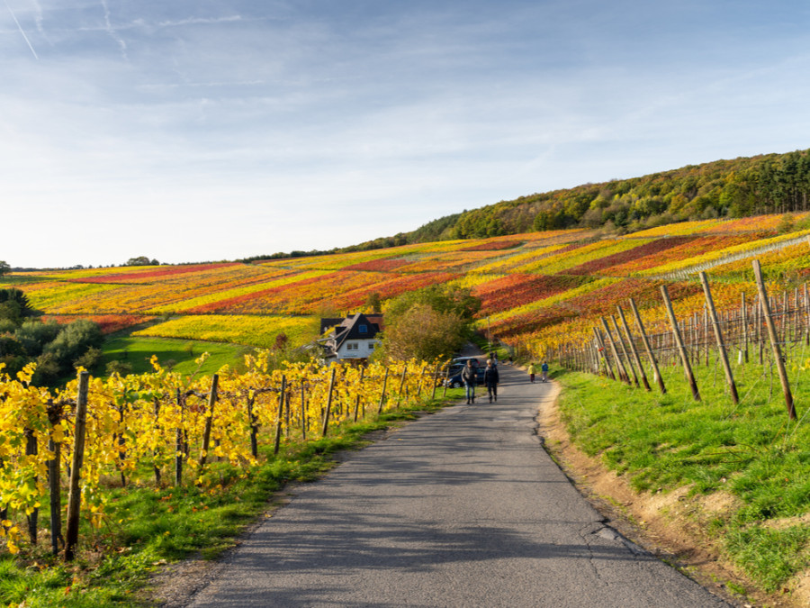 Rotweinwanderweg