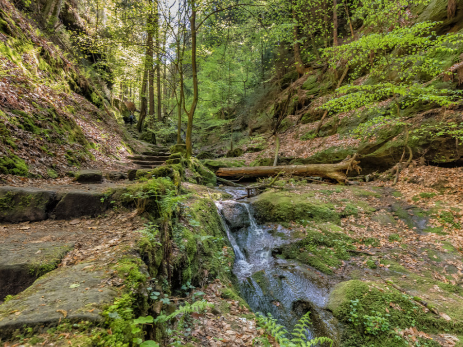 Natuur bij Dresden