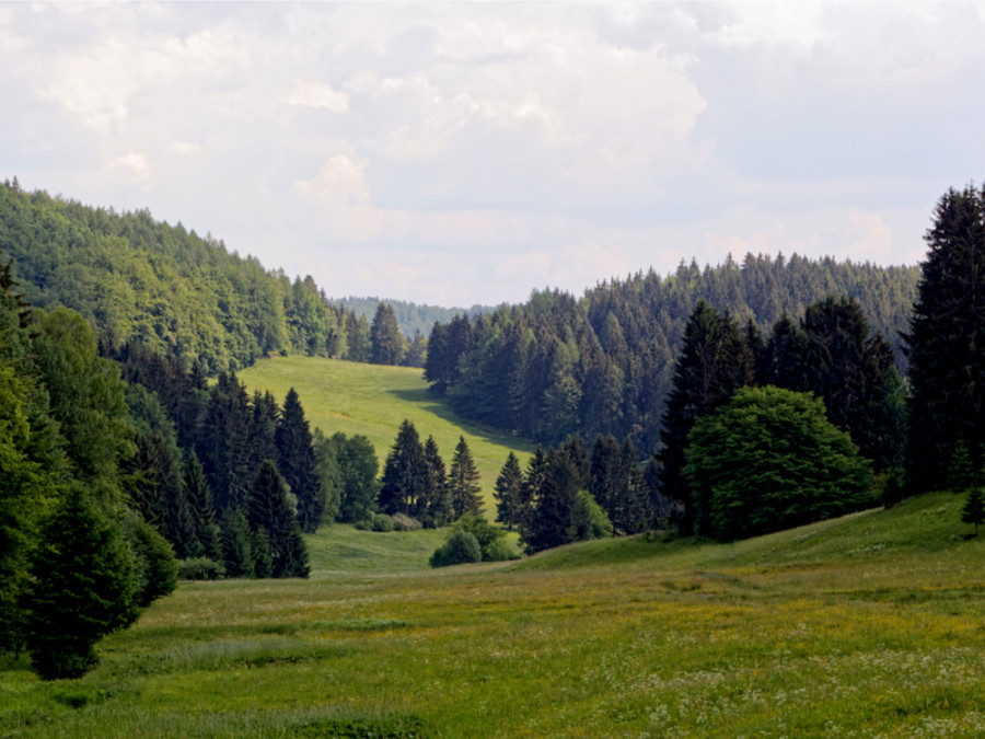 Bossen in Thuringen