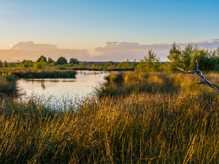 Wandelroute Dwingelderveld