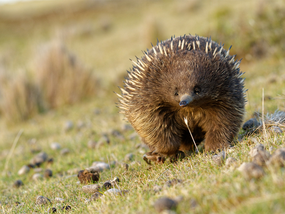 Echidna