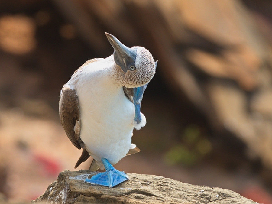 Booby Galapagos