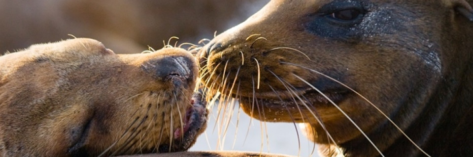 Top foto voor Top 10 Natuur in Zuid-Amerika