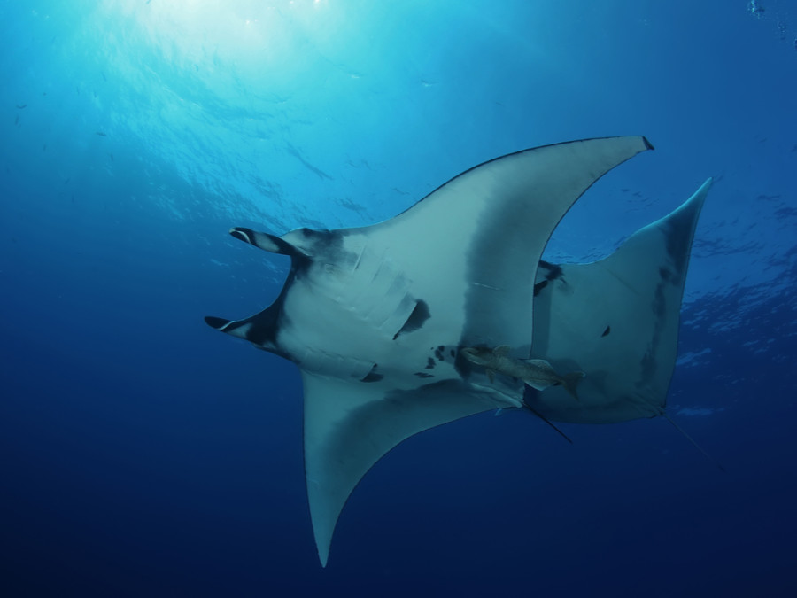 Manta's Galapagos