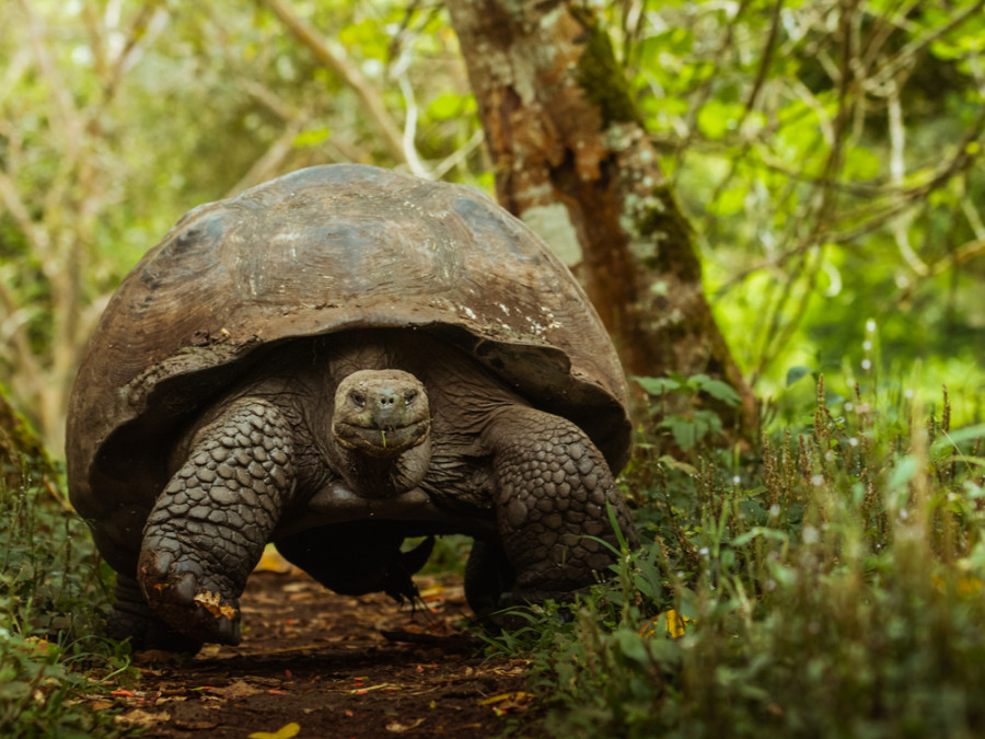 Reuzenschildpad