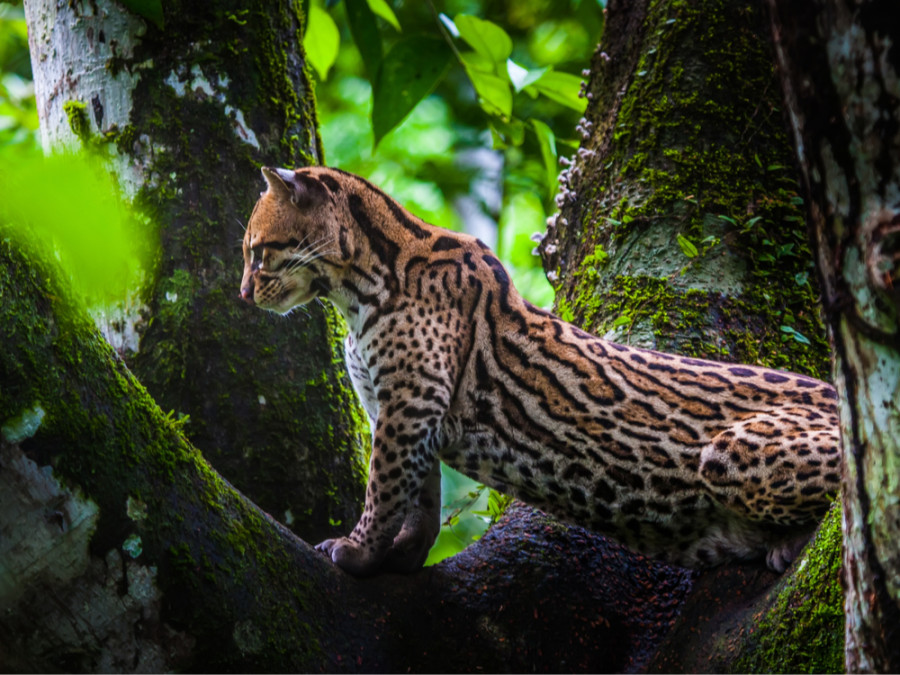 Dieren jungle Ecuador