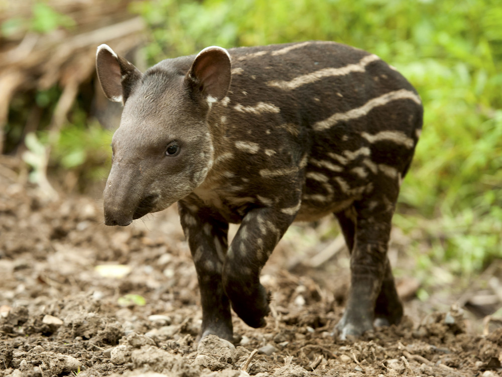 Tapir in de jungle