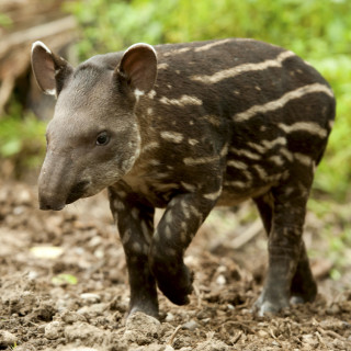 Afbeelding voor Jungle in Ecuador