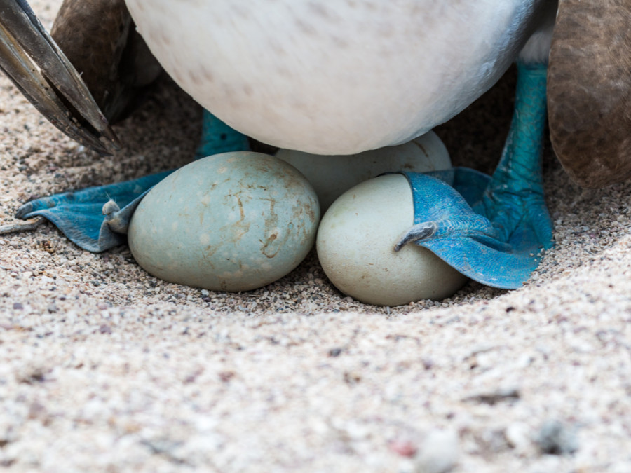 Dieren Galapagos