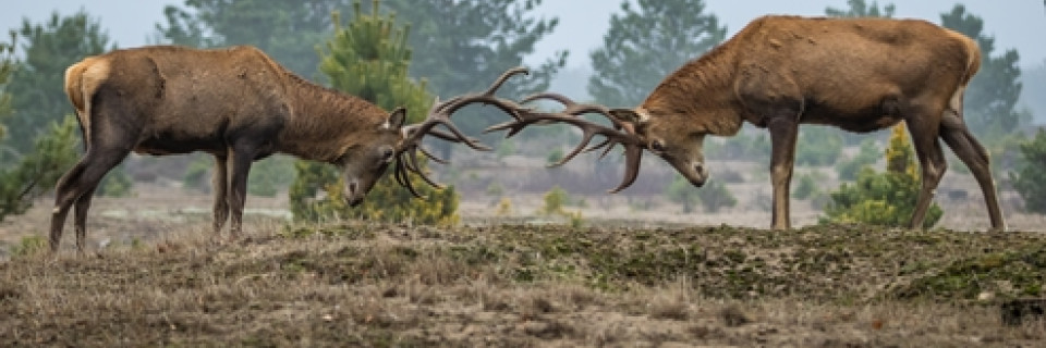 Top foto voor De Veluwe