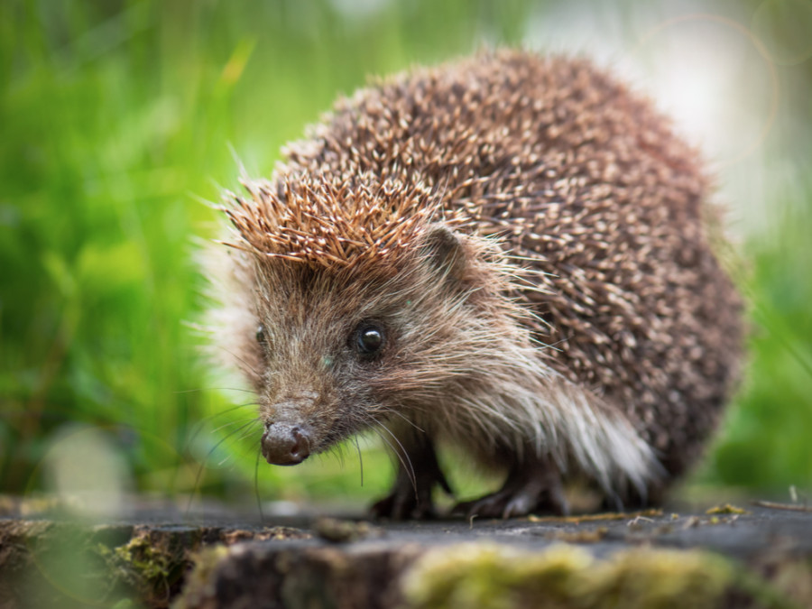 Dieren in de tuin