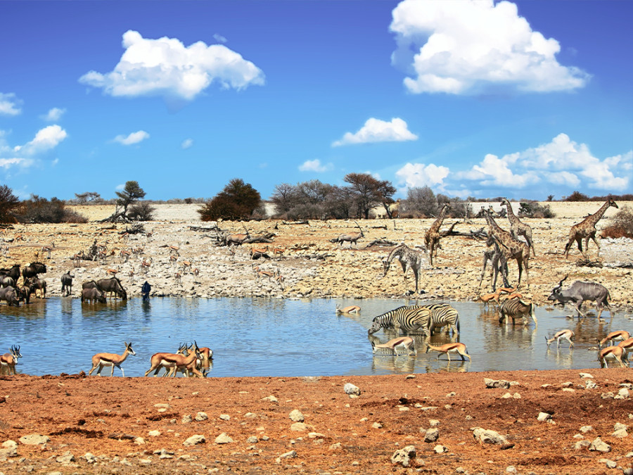 Etosha natuur Etosha natuur