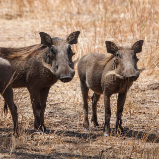 Afbeelding voor Explore Tanzania - Ruaha National Park