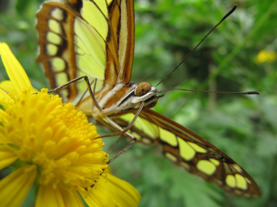 Vlindertuin Monteverde