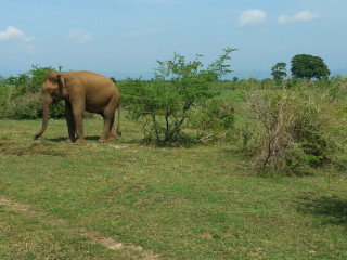 Afbeelding voor Dieren in Sri Lanka