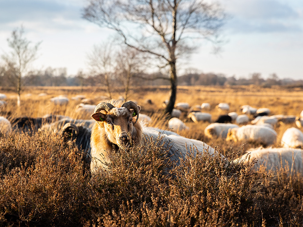 Mooie fietsplek: het Balloërveld